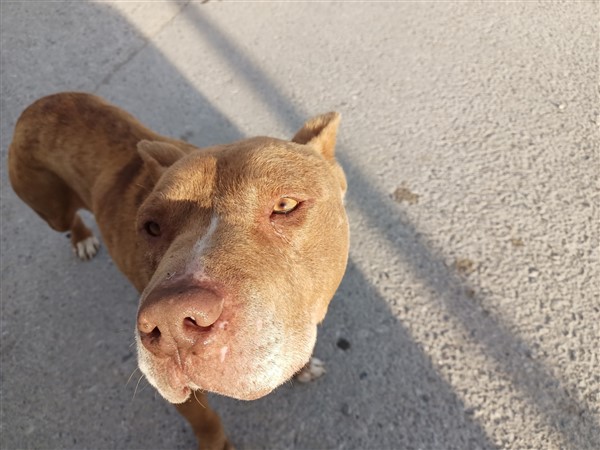 Elif Köse Ayan: 'Yasalar öldürmez, yaşatır'