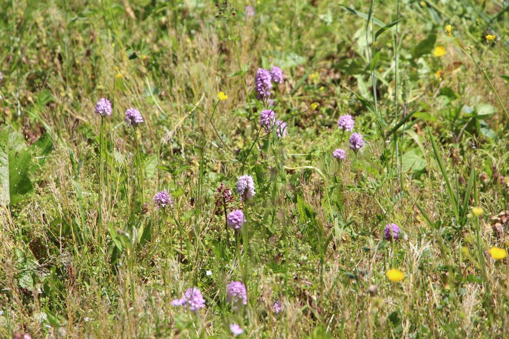 Karadeniz'de topraktaki altın! Kilosu bin 500 liradan satılıyor
