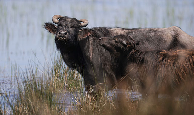 Kızılırmak Deltası çok sayıda canlı türünü ağırlıyor