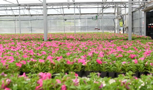 Çöpten üretilen çiçekler Samsun'u süslüyor