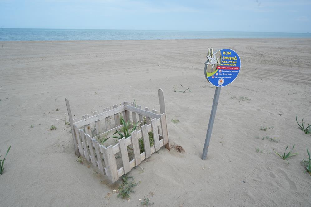 Samsunlular dikkat! Kum zambağını koparan yandı cezası çok büyük