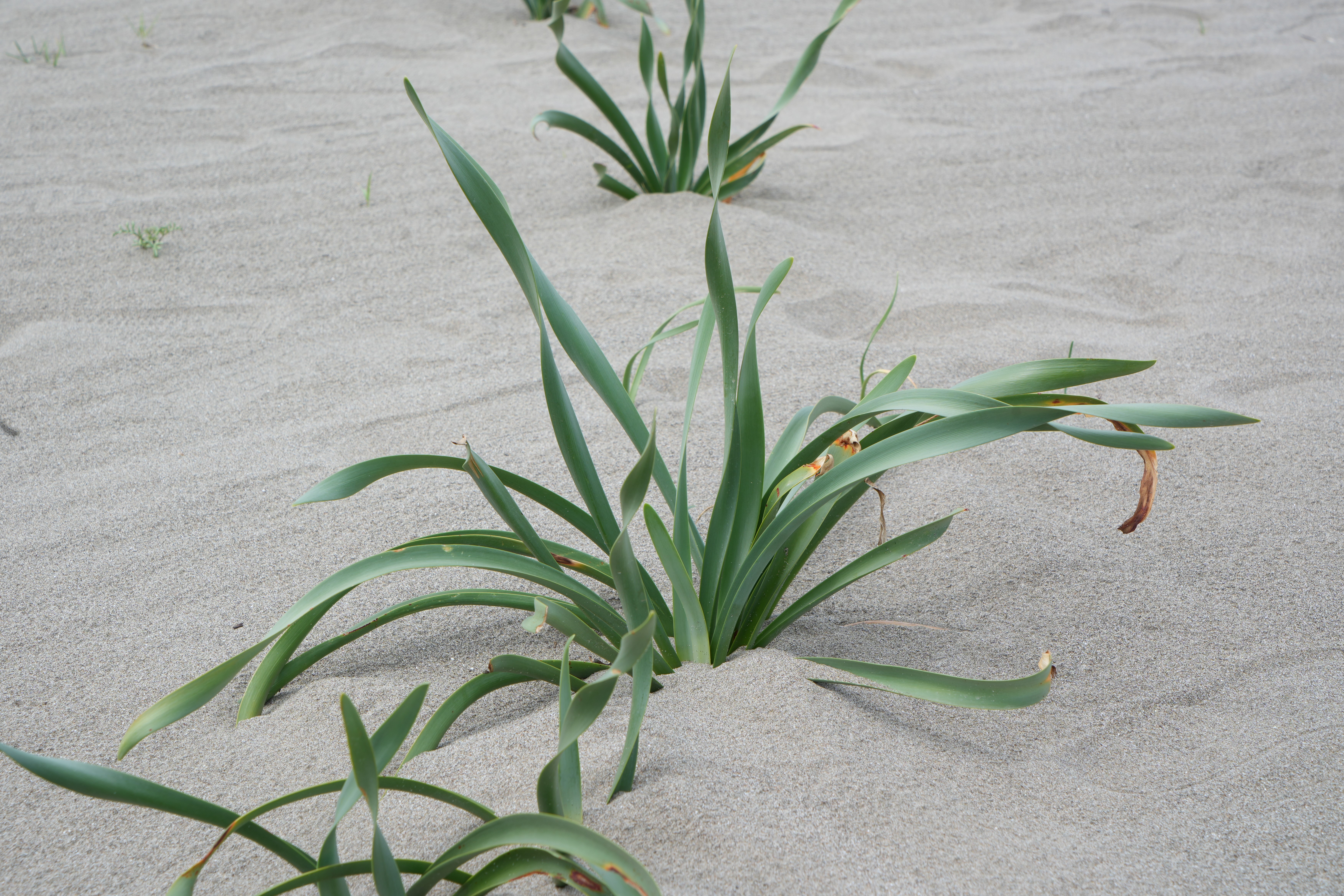 Samsunlular dikkat! Kum zambağını koparan yandı cezası çok büyük