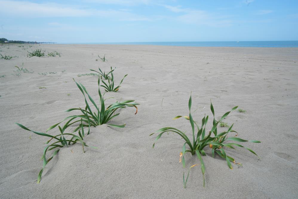 Samsunlular dikkat! Kum zambağını koparan yandı cezası çok büyük