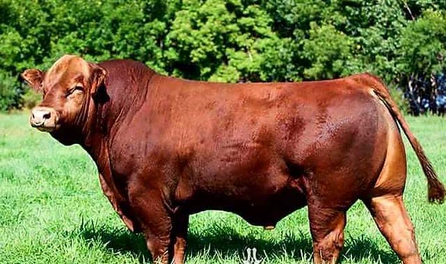 En düşük büyükbaş kurbanlık fiyatı dudak uçuklatıyor