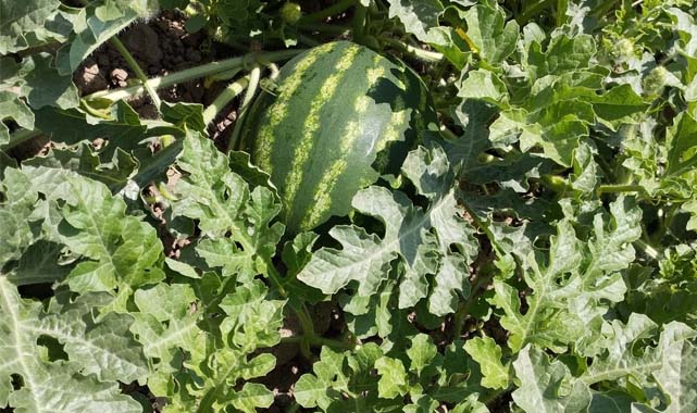 Samsun bu sene karpuz ve kavuna doyacak