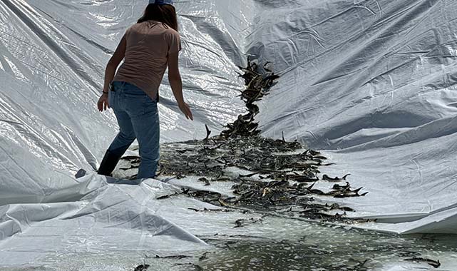 Nesli tehlike altındaki balıklar Yeşilırmak'a salındı