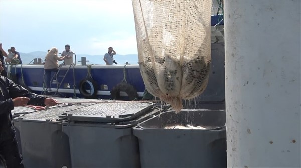 Karadeniz'de Türk somonu hasadı Samsun'da başladı