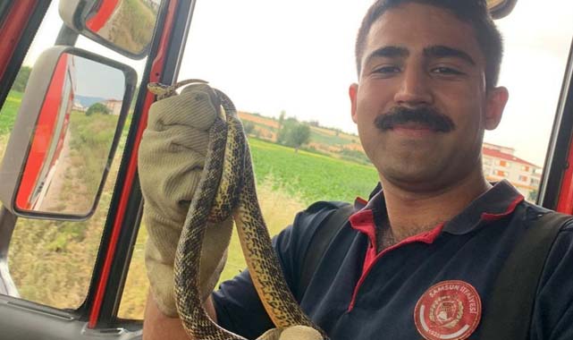 Samsun’da sıcaklık yükseldikçe yılan vaka sayıları arttı