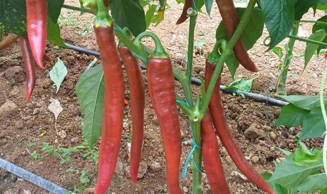 OMÜ'den kuraklığa dayanıklı biber projesi