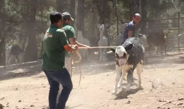 Kurban Yakalama Timi kuruldu