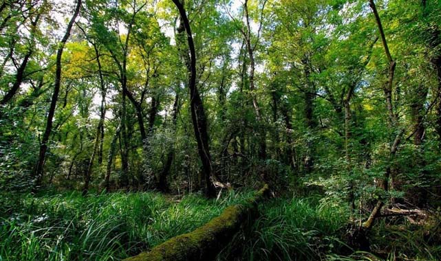 Samsun'da bu tarihe kadar ormana giriş yasak