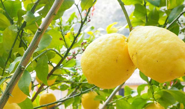 Samsun'da limon vurgunu: Bahçede çürümeye terk edilen limonun fiyatı 55 TL'ye uçtu!