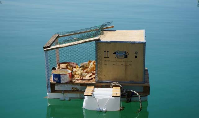 Samsun'da ördekleri için denize yüzen kümes yaptılar