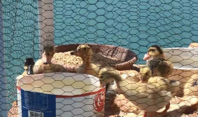 Samsun'da ördekleri için denize yüzen kümes yaptılar