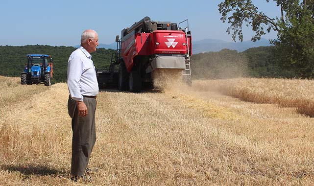 Bafra Ovası'nda arpa ve buğday hasadına başlandı