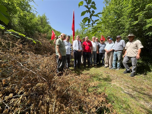 Samsun'da Köseli Mahallesi'nde doğa katliamı CHP Milletvekili Murat Çan: 'Doğamızı yağmalatmayacağız'