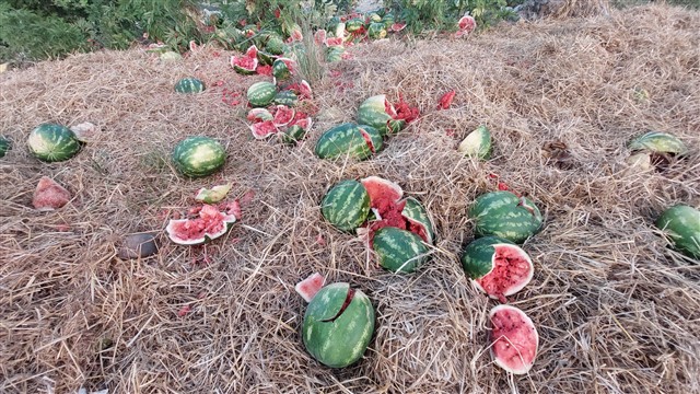 Samsun'da çevreyi kirleten nakliye firmasına para cezası
