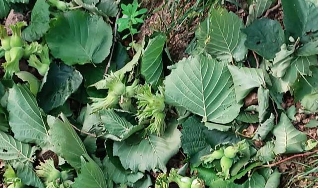 Samsun'da fırtına çiftçileri vurdu
