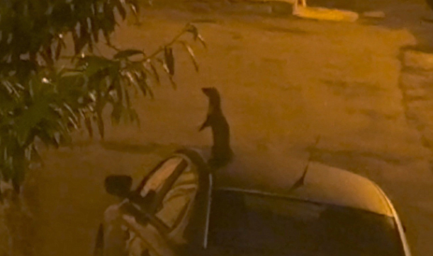 Samsun'da gören gözlerine inanamadı! Nesli tükenme tehlikesi olan sansar görüntülendi