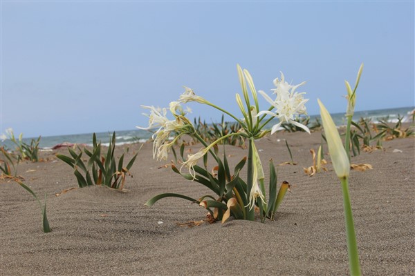 Beyaz zambakların sessiz güzelliği