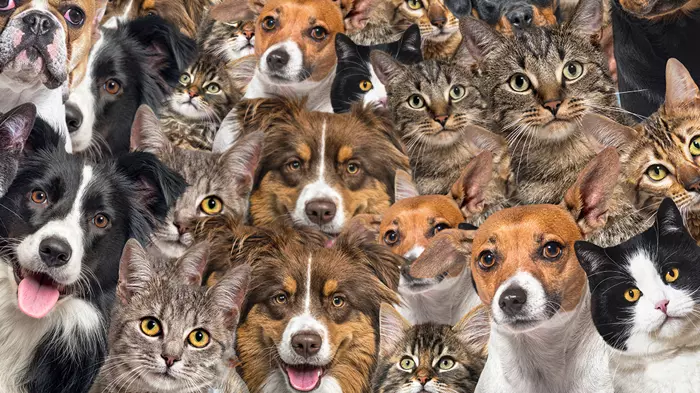 Zeka testi : Kedi ve köpeklerin arasındaki gizli tavuk nerede? Sadece 21 kişi bulabildi