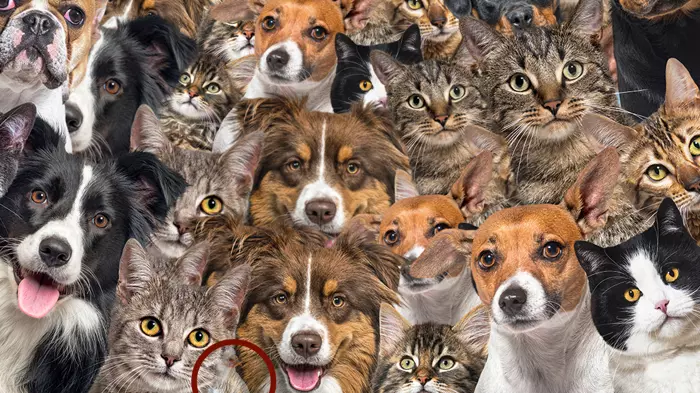 Zeka testi : Kedi ve köpeklerin arasındaki gizli tavuk nerede? Sadece 21 kişi bulabildi