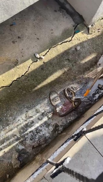 Samsun'da binanın merdiven boşluğundan 2 metrelik yılan çıktı