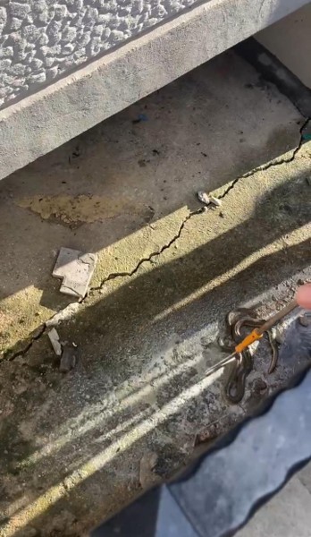 Samsun'da binanın merdiven boşluğundan 2 metrelik yılan çıktı