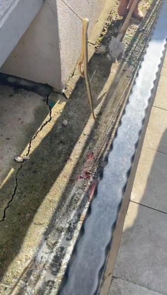 Samsun'da binanın merdiven boşluğundan 2 metrelik yılan çıktı