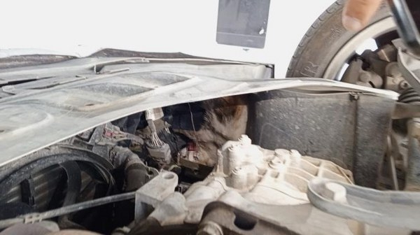 Samsun'da kedi operasyonu