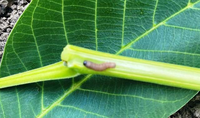 Samsun'da ceviz güvesi ile mücadele