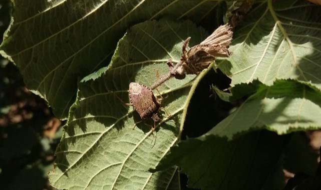 Çarşamba Ovası'nda kahverengi kokarca zararlısı artışı