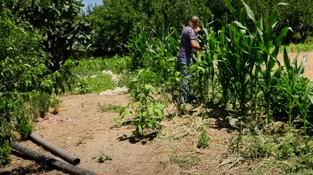 Samsun'da gizemli varlık korku yaratıyor
