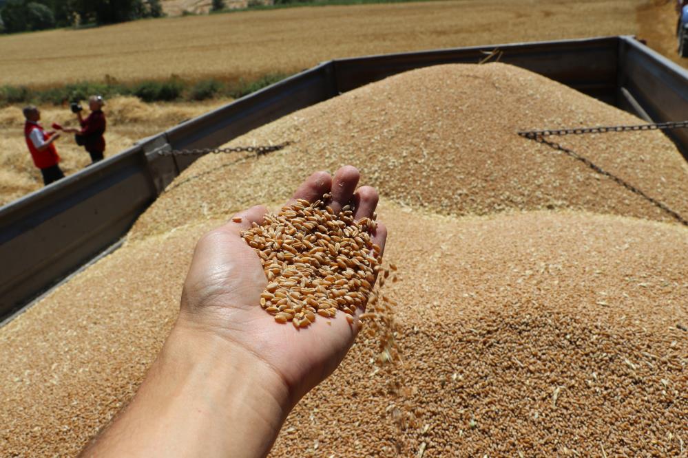 Samsun'da buğday hasadı başladı: Rekolte ve kalite artışı sevindirdi