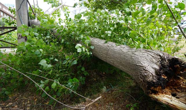 Samsun’da fırtına ağacı kökünden söktü