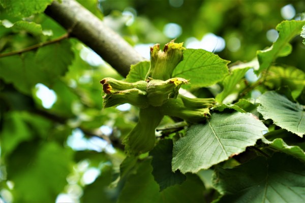 Samsun'da fındık rekolte çalışmaları sürüyor