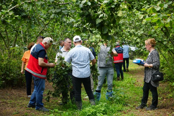 Samsun'da fındık rekolte çalışmaları sürüyor