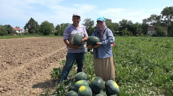 Bafra Ovası'nda karpuz ve kavun hasadı başladı