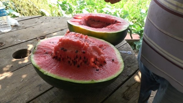 Bafra Ovası'nda karpuz ve kavun hasadı başladı