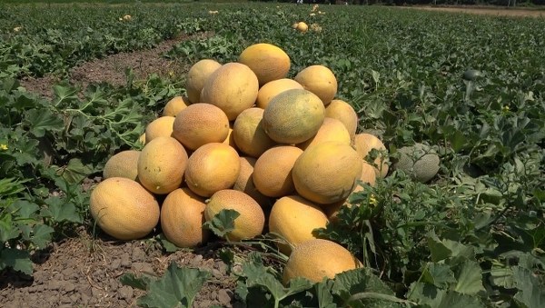 Bafra Ovası'nda karpuz ve kavun hasadı başladı