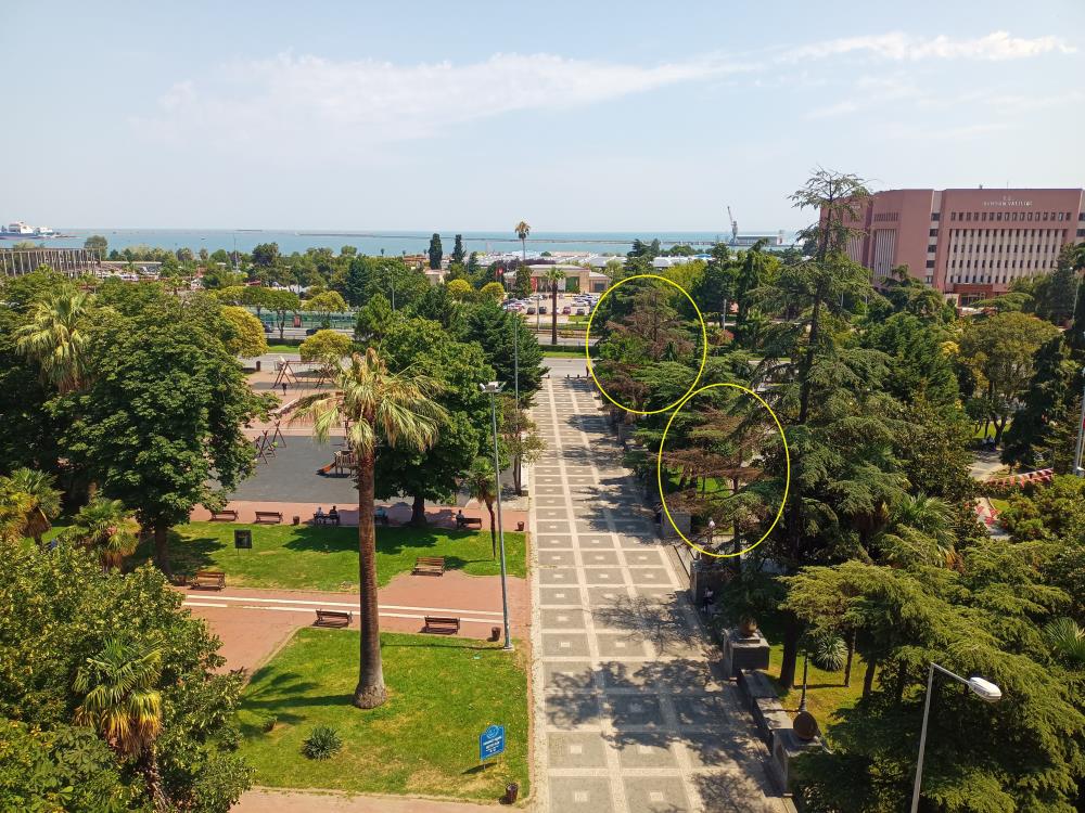 Anıtpark'ta kuruyan ağaçlar kesildi