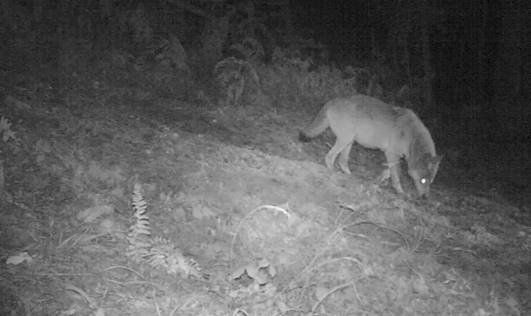 Samsun'da kızıl geyik ve sülünler doğaya salındı