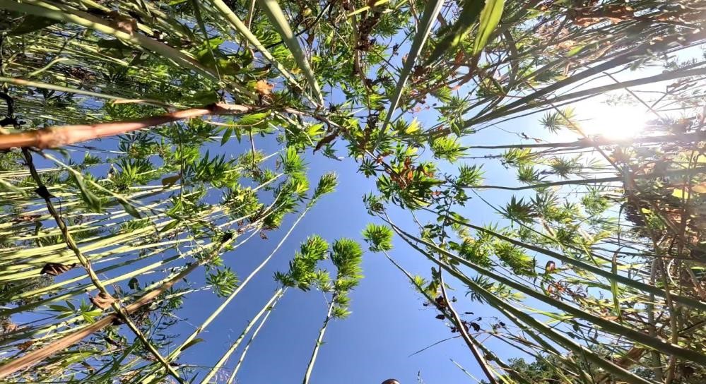 Samsun, Türkiye'nin tarım devi