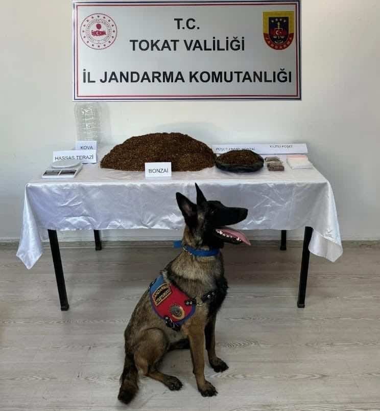 Tokat'ta jandarmadan zehir tacirlerine operasyon