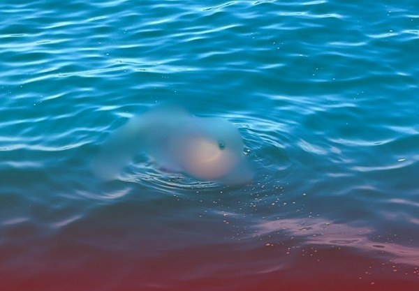 Zıpkın avında kaybolan balıkçının cansız bedeni bulundu