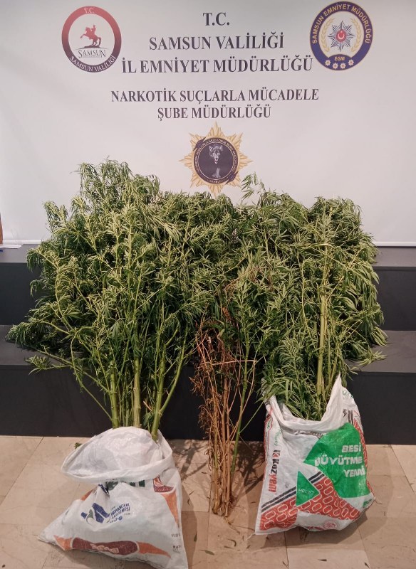 Samsun'da zehir tacirlerine aman yok!