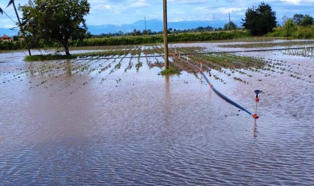 Samsun’da kuvvetli yağış tarım arazilerini vurdu