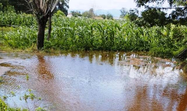Samsun’da kuvvetli yağış tarım arazilerini vurdu