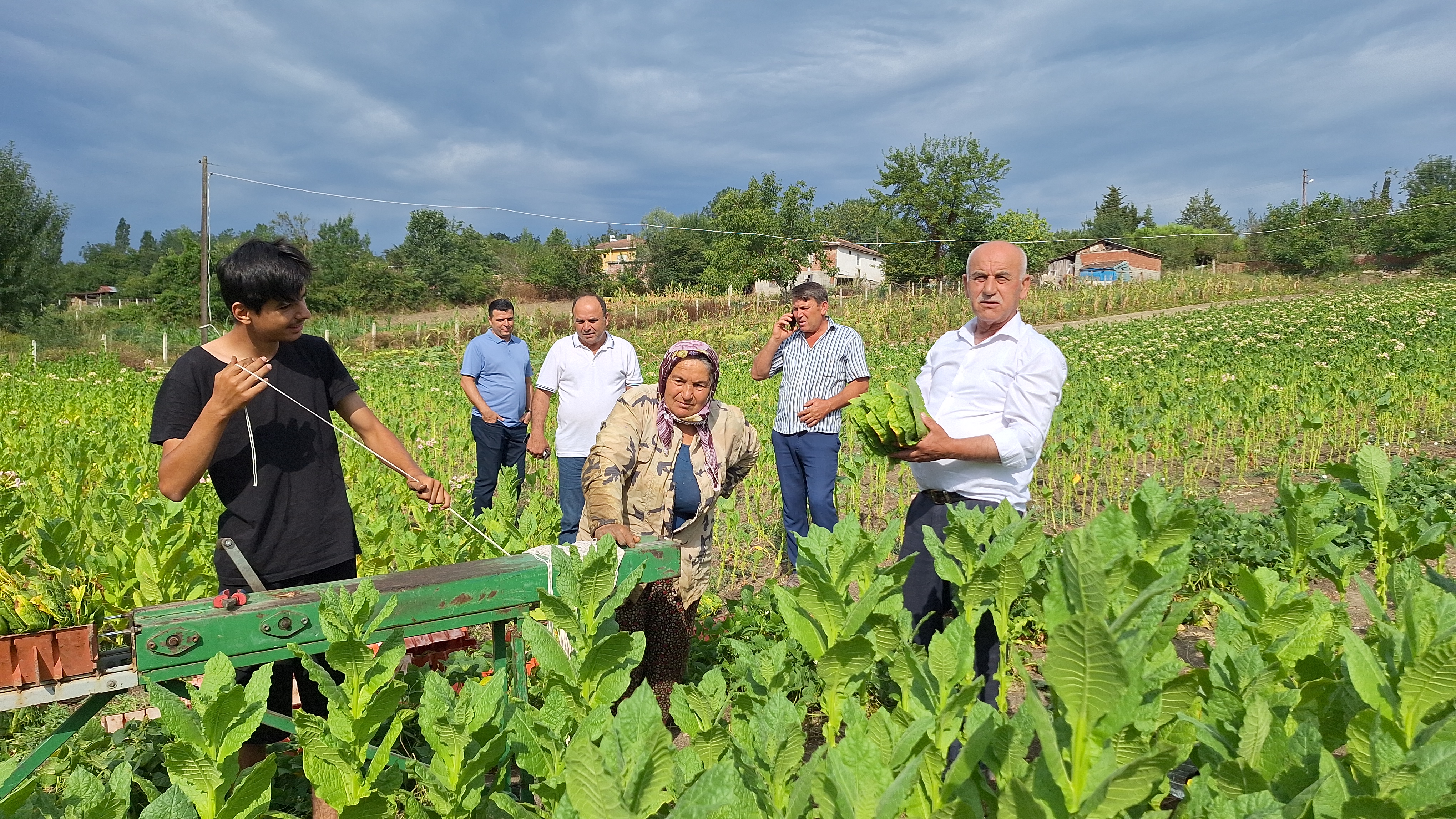 Samsun'un Bafra İlçesi'nde tütün hasadı başladı! Tütün yetiştiricileri destek istedi