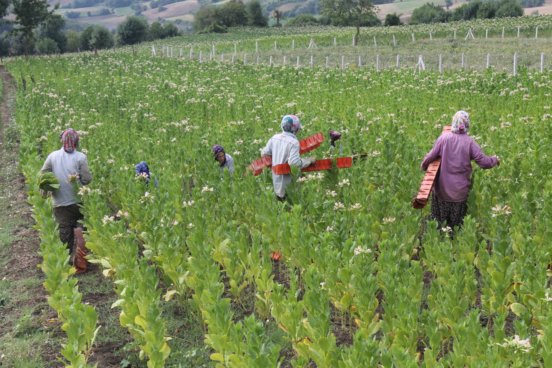 Samsun'un Bafra İlçesi'nde tütün hasadı başladı! Tütün yetiştiricileri destek istedi